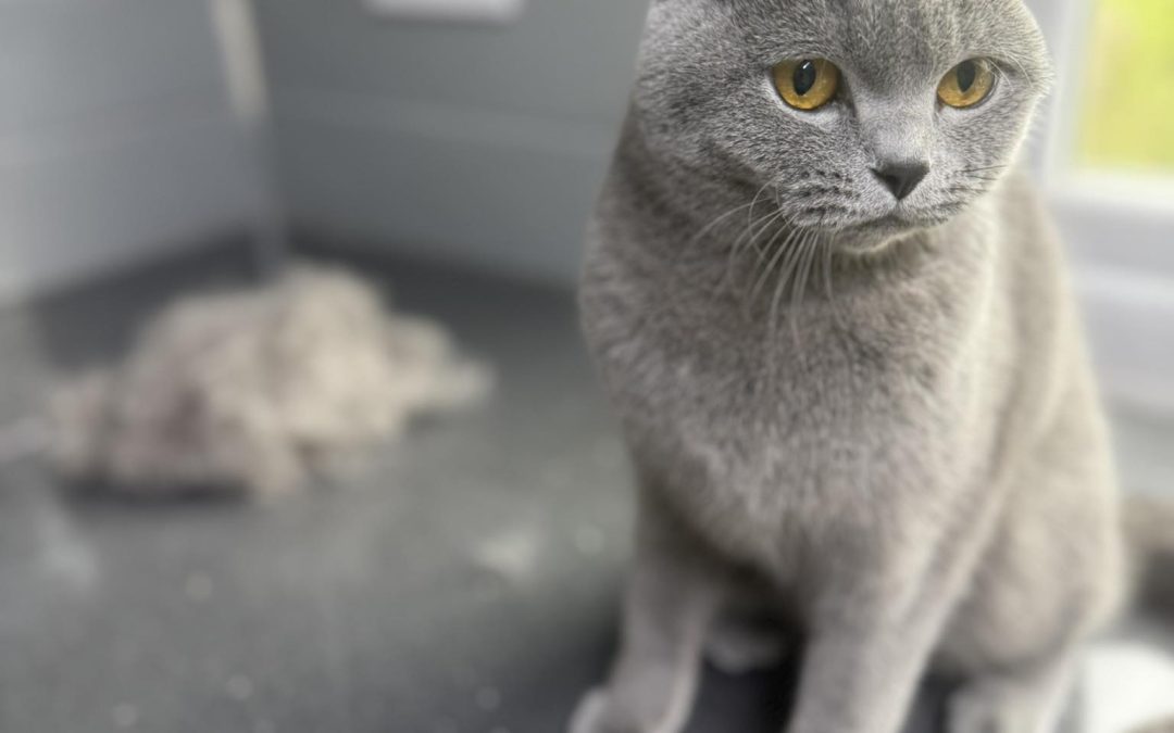 Cat Grooming Preston