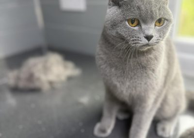 Cat Grooming Preston