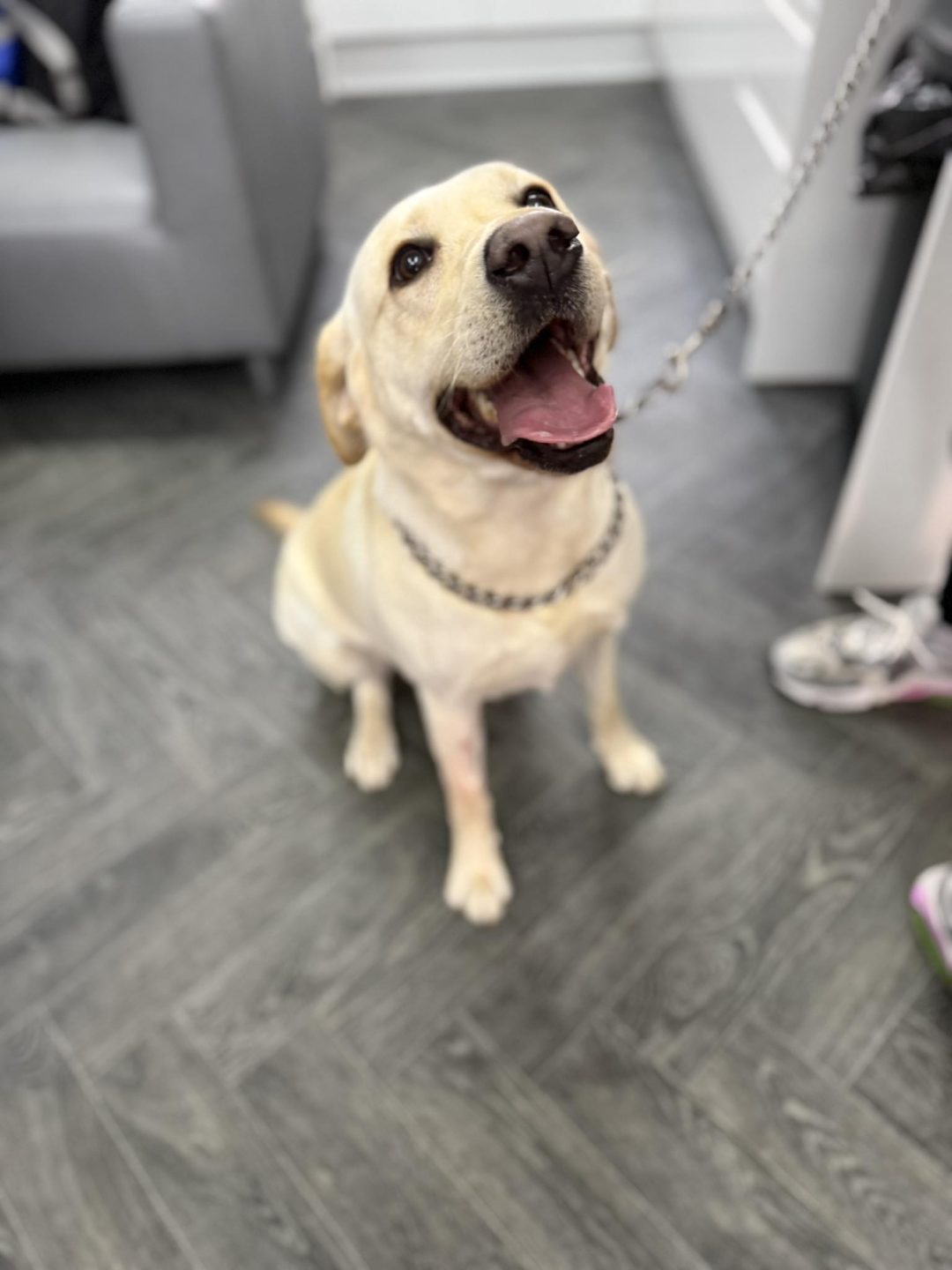 Dog Cytology Chorley