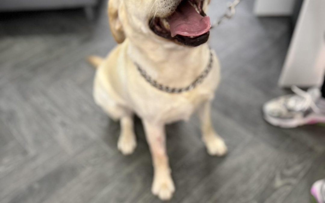 Dog Cytology Chorley