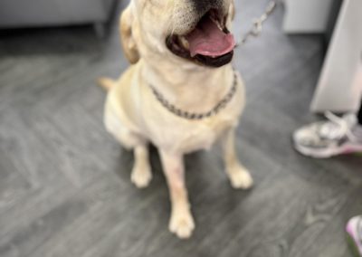Dog Cytology Chorley