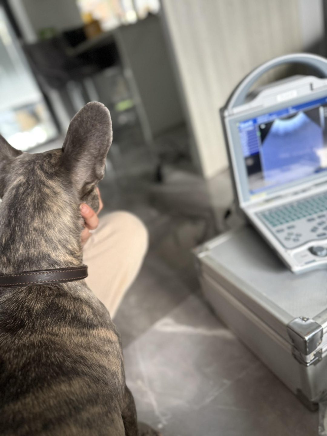 Dog Ultrasound Scan Blackburn