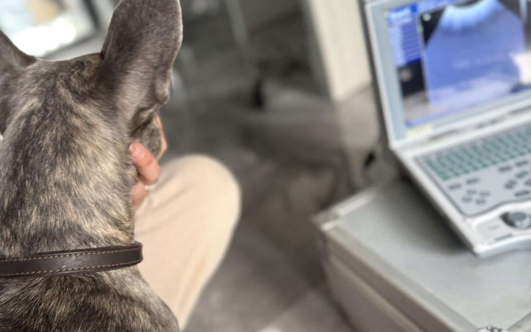 Dog Ultrasound Scan Blackburn