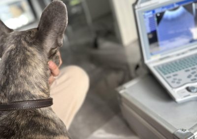Dog Ultrasound Scan Blackburn