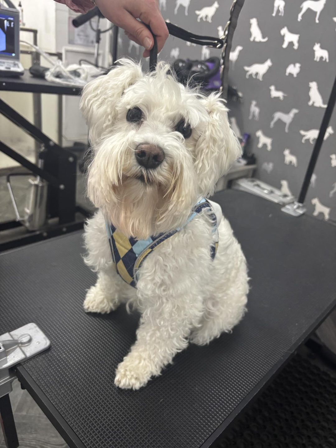 Dog Breeding Advice Chorley