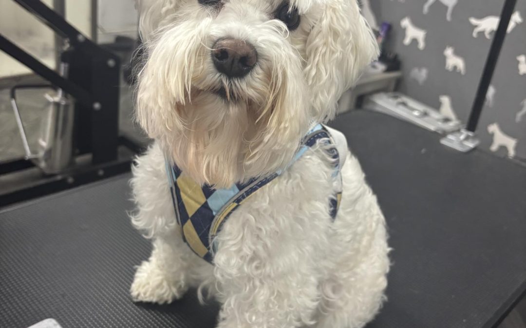 Dog Breeding Advice Chorley