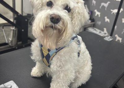 Dog Breeding Advice Chorley