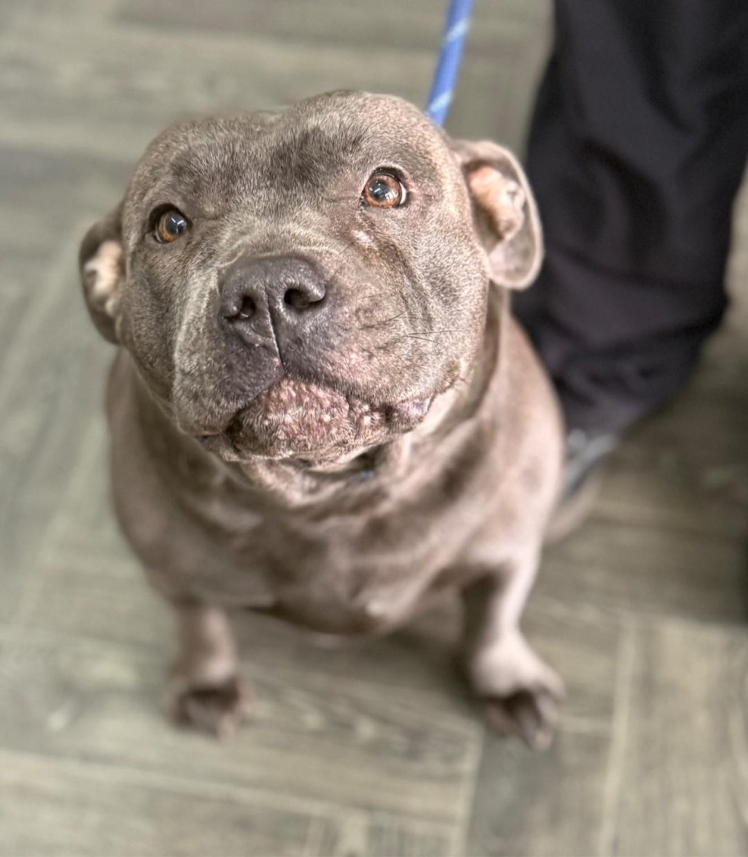 Mobile Canine Ultrasound Blackburn