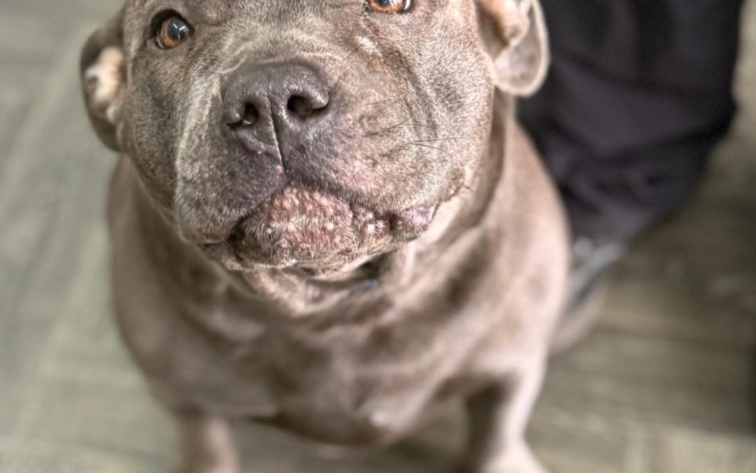 Mobile Canine Ultrasound Blackburn