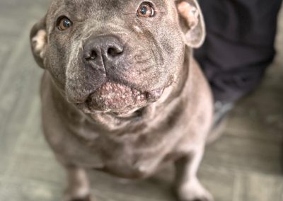 Mobile Canine Ultrasound Blackburn