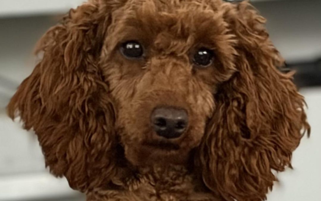 Mini Poodle Breeder Preston