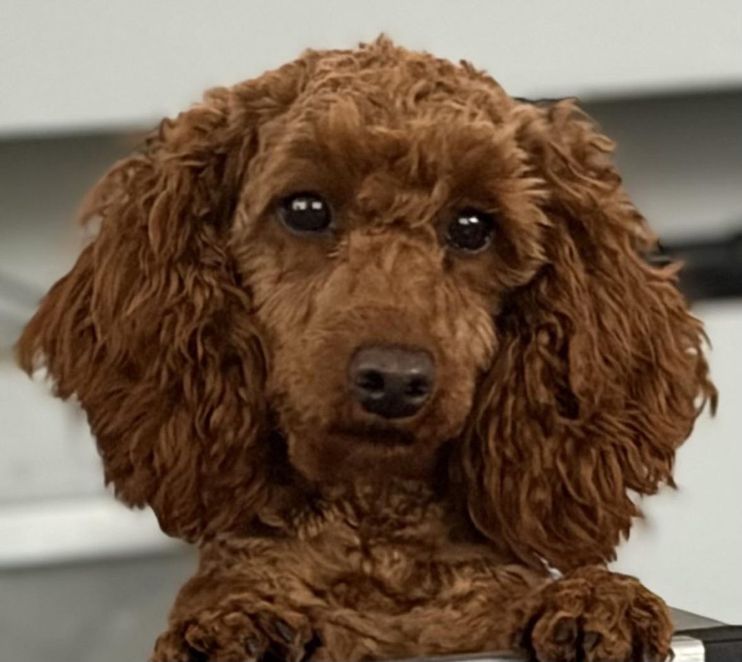 Mini Poodle Breeder Preston