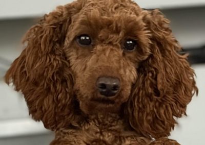 Mini Poodle Breeder Preston