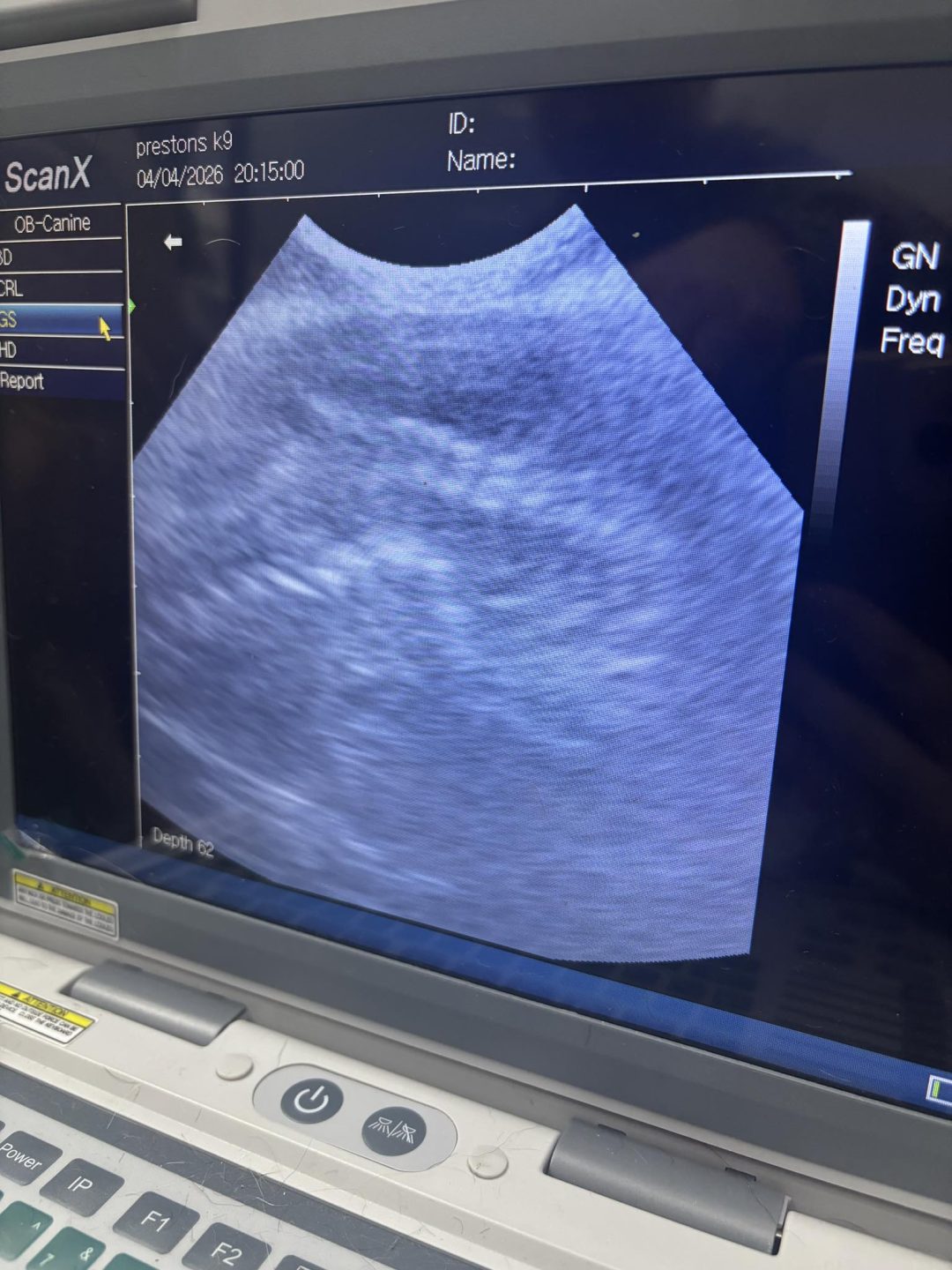 Dog Ultrasound Scan Chorley