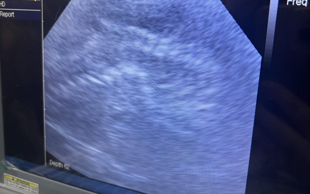 Dog Ultrasound Scan Chorley