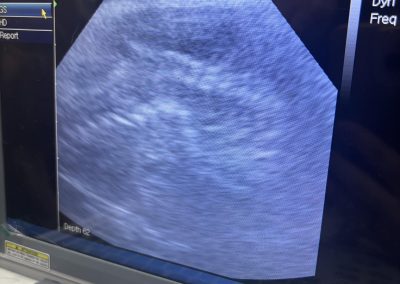 Dog Ultrasound Scan Chorley