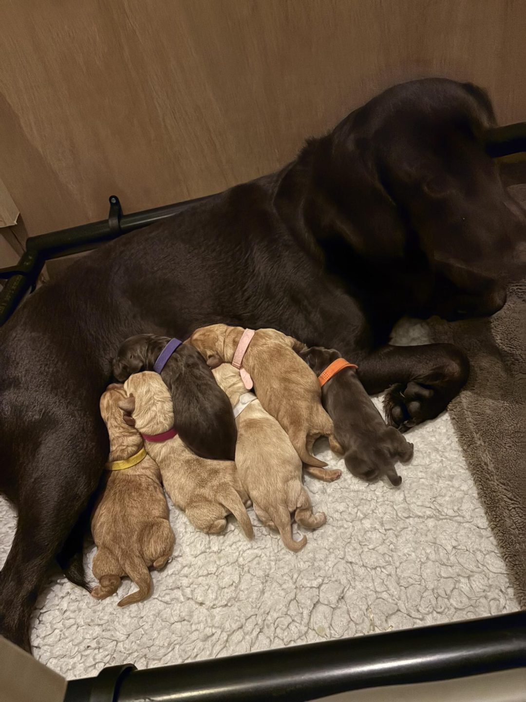 Breeding Support Blackpool