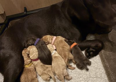 Breeding Support Blackpool