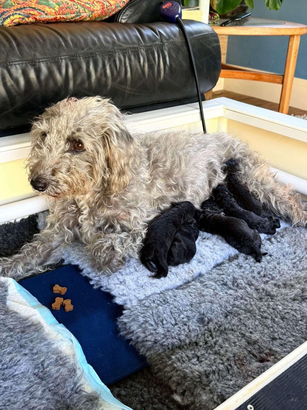Breeding Assistance Blackpool
