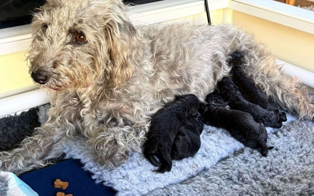 Breeding Assistance Blackpool