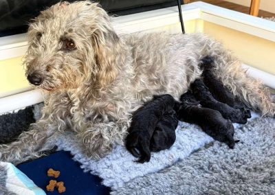 Breeding Assistance Blackpool