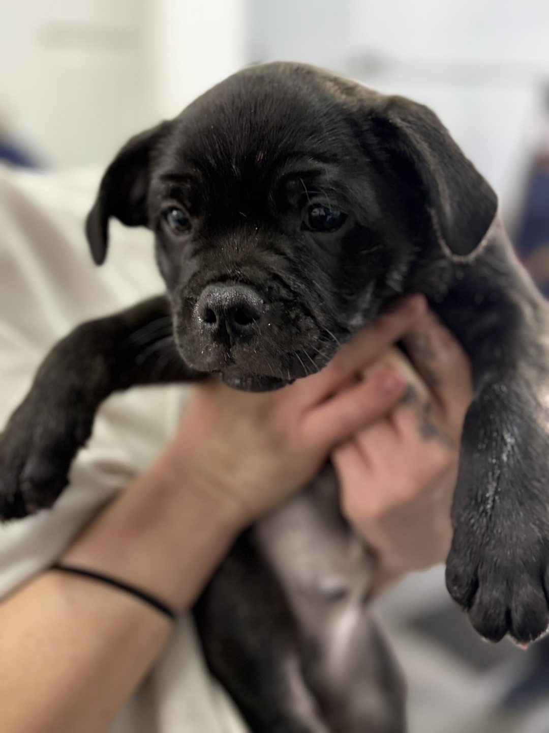 Microchipping Blackpool