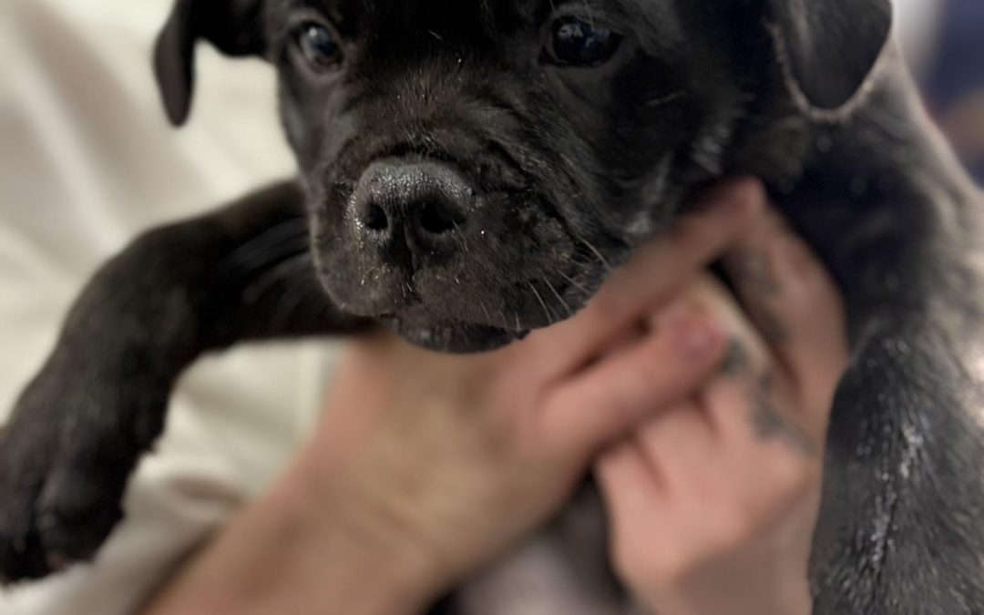 Microchipping Blackpool