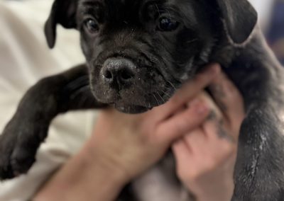 Microchipping Blackpool