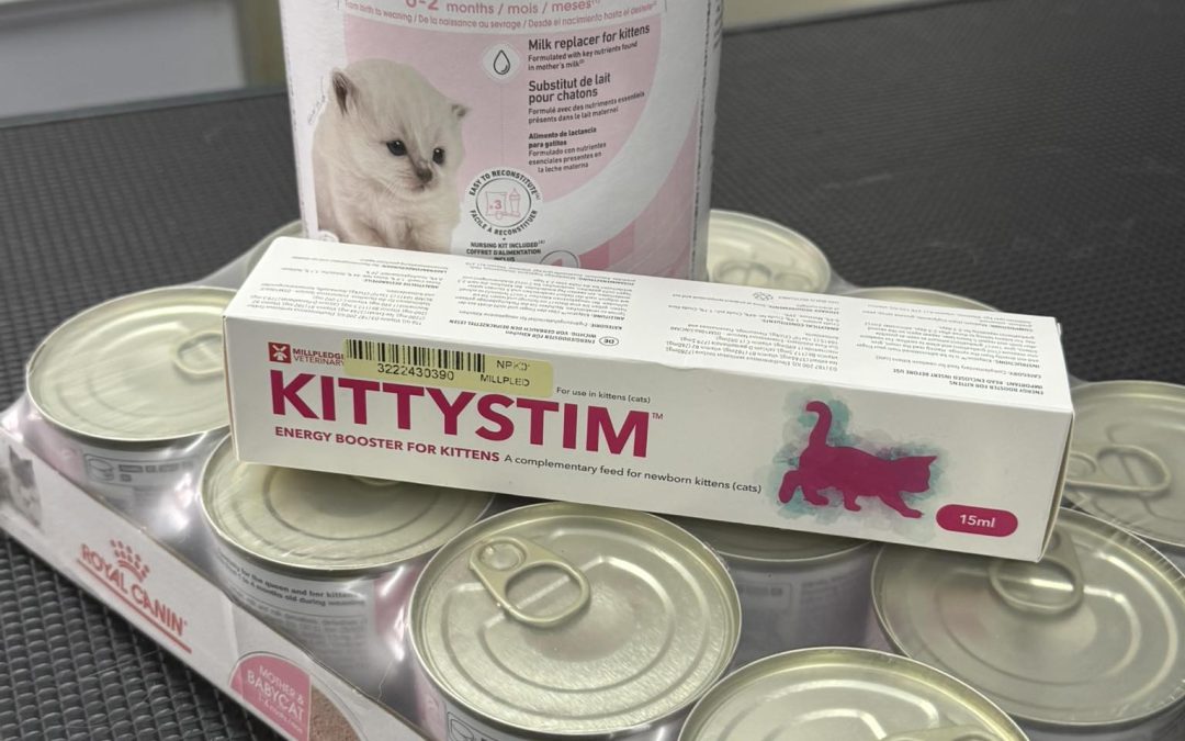 Kitten Milk Preston