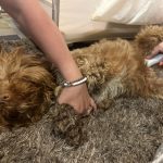 Dog Ultrasound Leyland