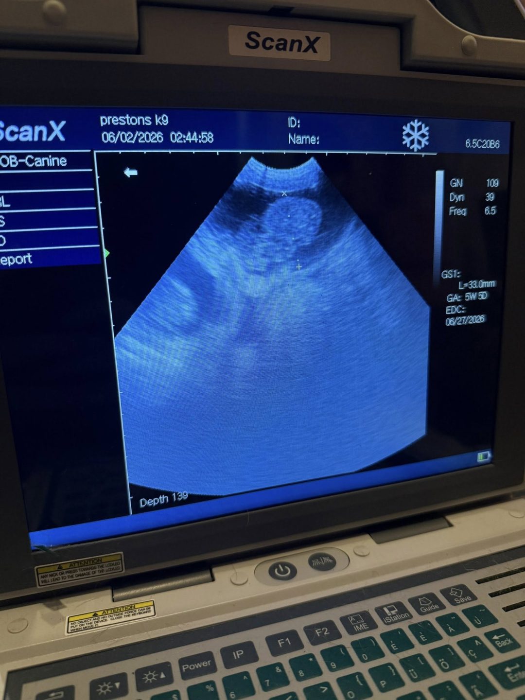Canine Ultrasound Leyland