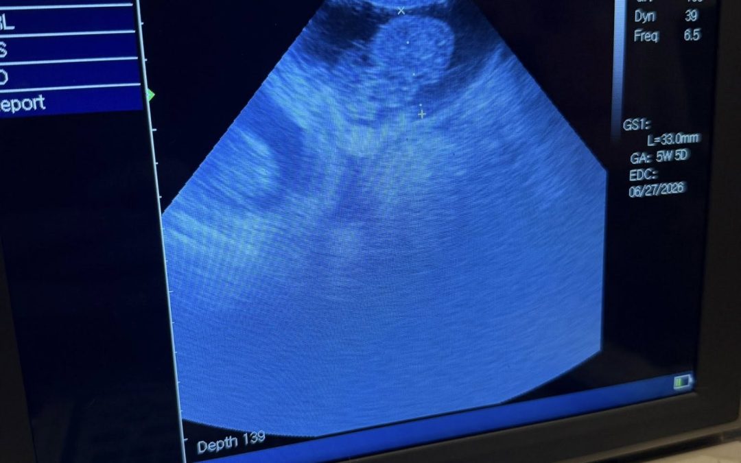 Canine Ultrasound Leyland