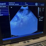 Canine Ultrasound Leyland