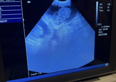 Canine Ultrasound Leyland