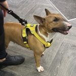 Dog Ultrasound Plungington