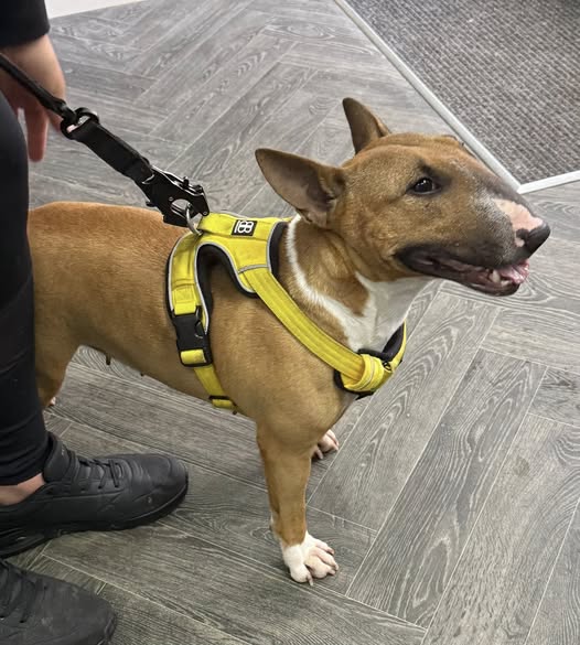 Dog Ultrasound Plungington
