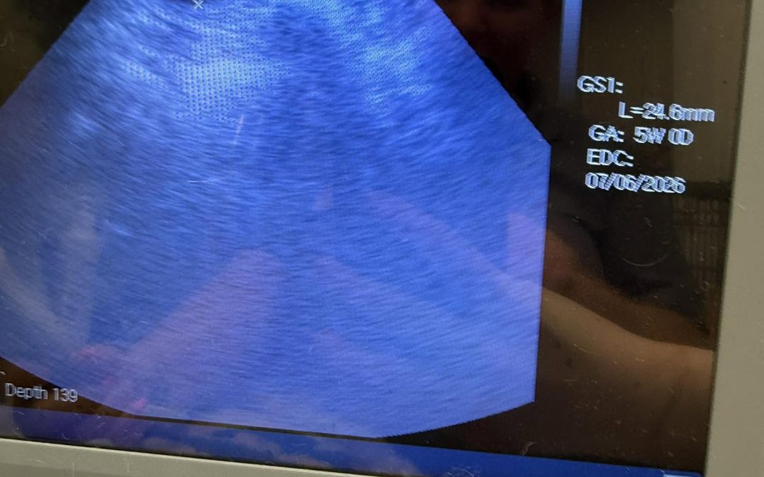 Dog Ultrasound Thornton Cleveleys