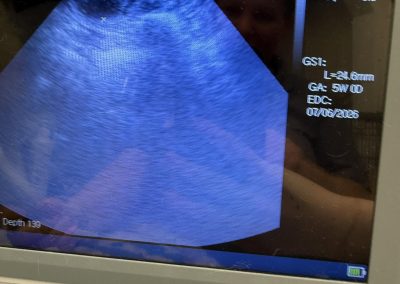 Dog Ultrasound Thornton Cleveleys