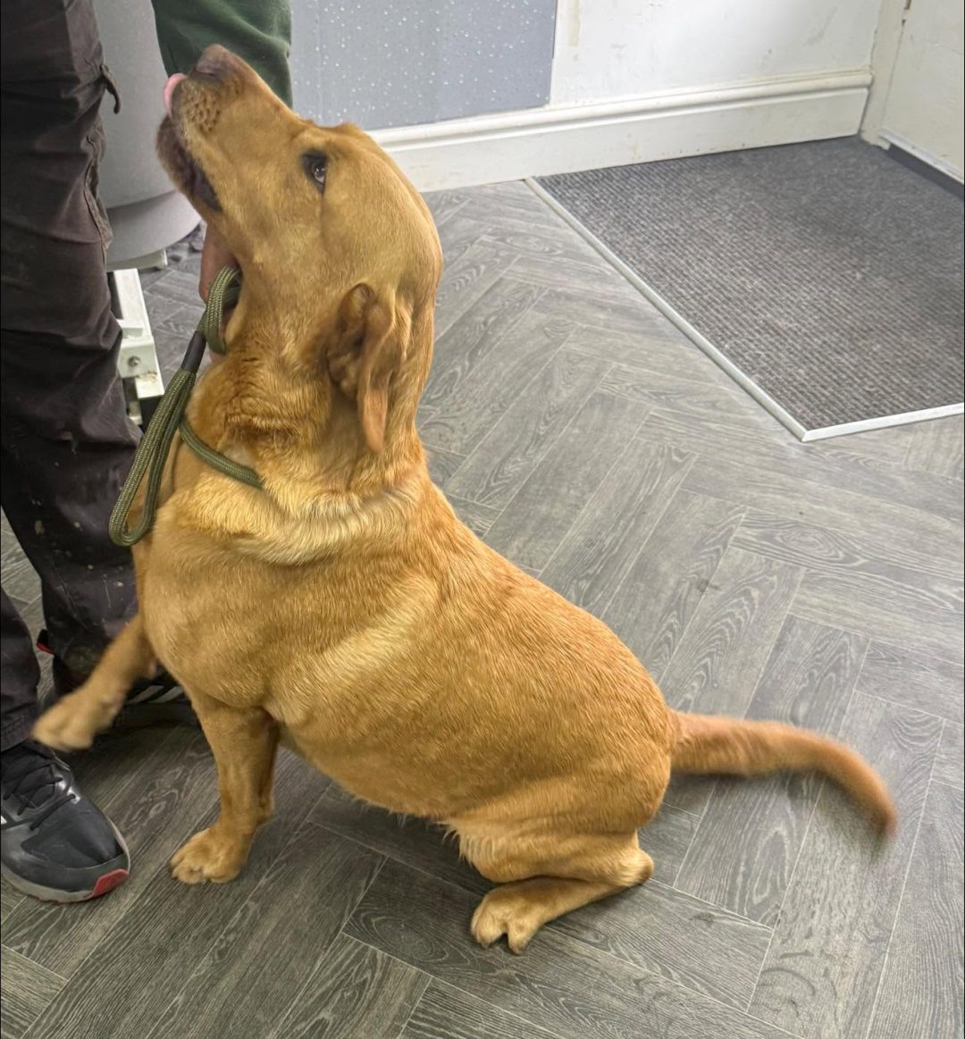 Canine Ultrasound Lytham