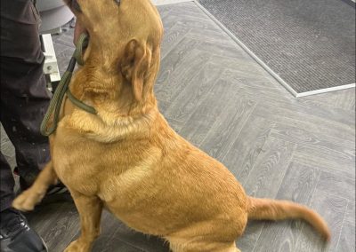 Canine Ultrasound Lytham