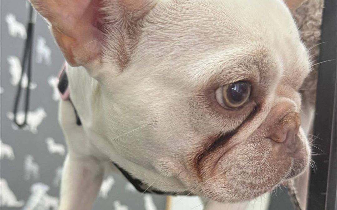 Dog Ultrasound Penwortham