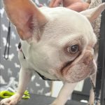Dog Ultrasound Penwortham