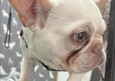 Dog Ultrasound Penwortham