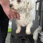 Dog Fertility Cockerham