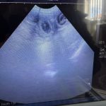 Dog Ultrasound Cleveleys