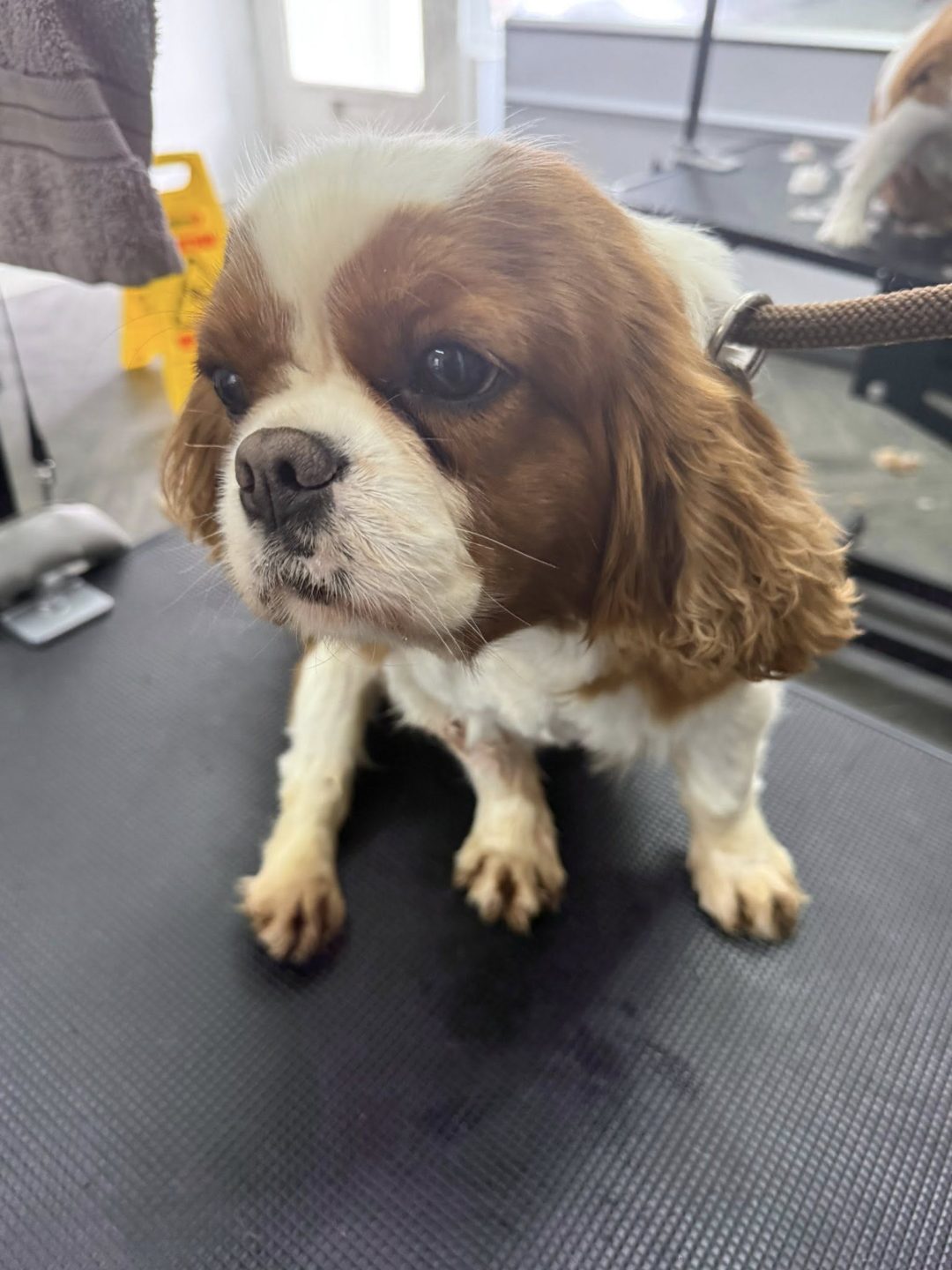 Mobile Dog Fertility Cockerham