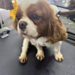 Mobile Dog Fertility Cockerham