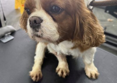 Dog Fertility Cockerham