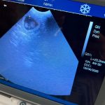 Pet Ultrasound Chorley