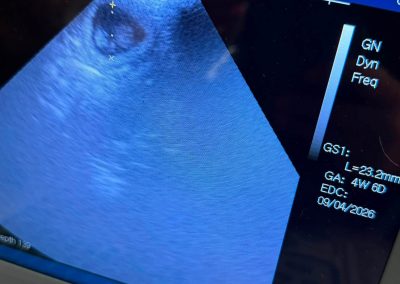 Pet Ultrasound Chorley